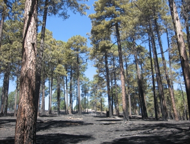 A forest after a fire showing scorched tree trunks and forest floor