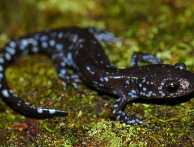 A dark grey salamander with light blue spots on a bed of green moss