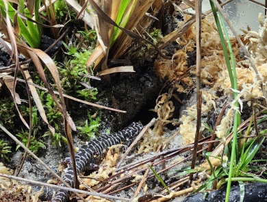 Frosted Flatwoods Salamander in Breeding Enclosure