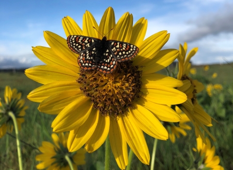 A Taylor's checkerspot butterfly on a yellow flower in a prairie