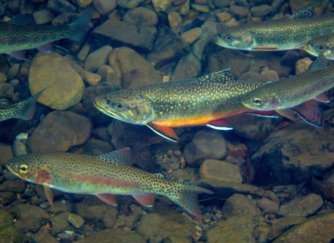 Seven Brook Trout fish swimming in water with rocks underneath them