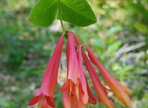 Red coral honeysuckle flowers in front of blurred out vegetation