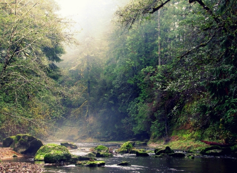 Looking upstream at West Fork Millacoma River on Elliott State Research Forest
