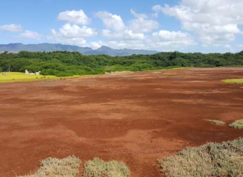 Red dirt sits in the foreground with lush green bushes in the back.