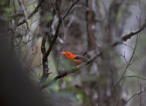 An ʻiʻiwi stands on a brank. It has bright red feathers with black wings. Its long, curved beak is open.