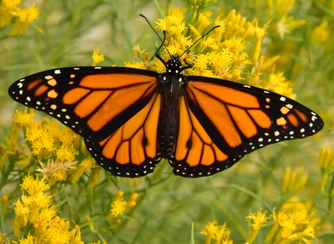 Male monarch butterfly on rabbitbrush