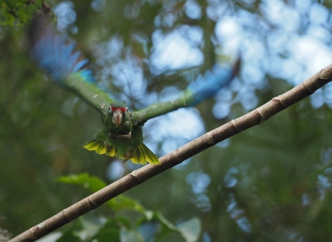 Front view of a green, blue, and red Puerto Rican parrot in flight.
