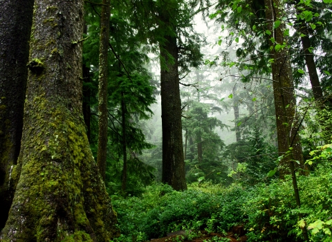 Forest trees and understory