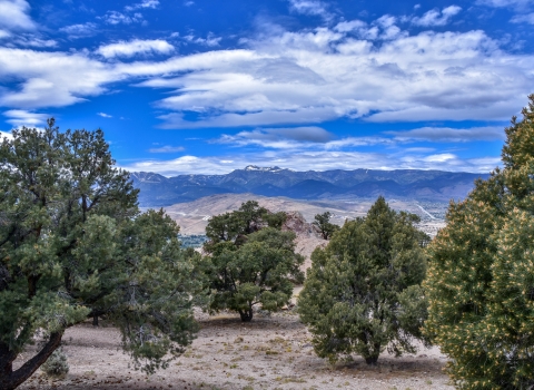 Image of pinyon and juniper pine trees in the foreground, and snowcapped Sierra Nevada mountains in the distance under a partly cloudy bright blue sky.