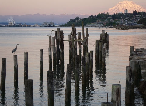 A blue heron on pilings in water with a city and snow-covered mountain beyond