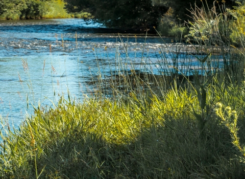 Trees and grasses line the sides of a river with ripples across the surface.