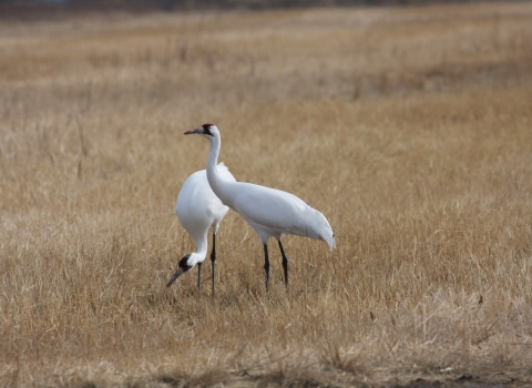 Whooping Cranes