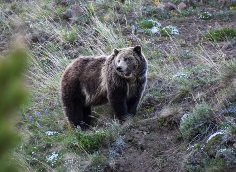 Grizzly bear standing on a slope