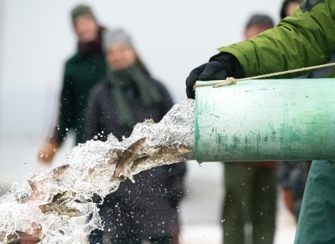 small fish and a rush of water exit a pipe being supported by someone