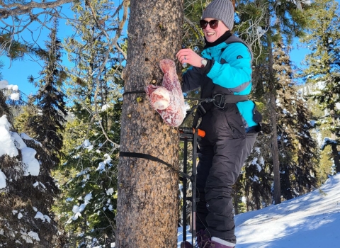 A person with winter clothes is seen climbing a tree in the winter attaching a piece of meat to the tree.