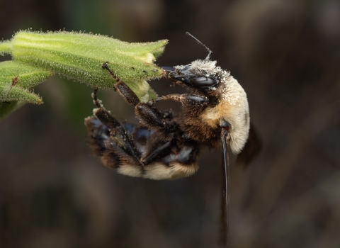 A bumble bee covered in pollen sitting at a Spalding's catchfly flower