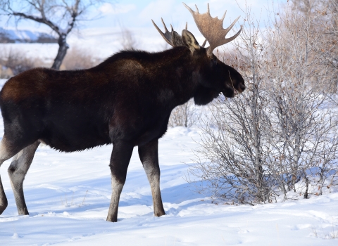 Bull moose nibbling on twigs in the snow