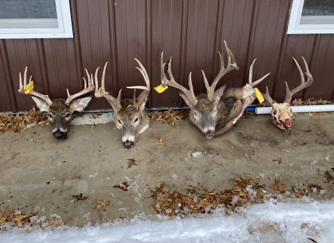 The heads of four poached deer