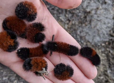 Nine woolly bear caterpillars in hand