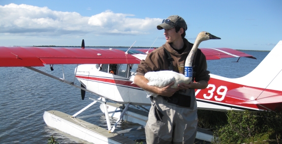 A biologist holds a swan in front of a floatplane in Alaska