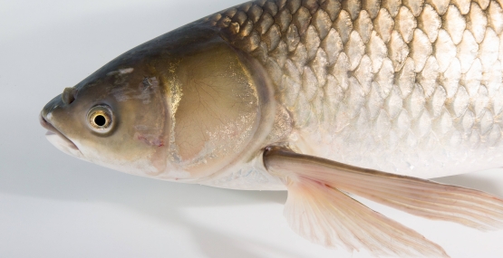 An adult grass carp in a holding tank