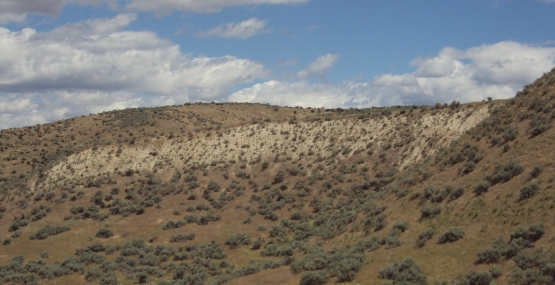 A hillslope covered in packard's milkvetch plants, under a partly cloudy sky