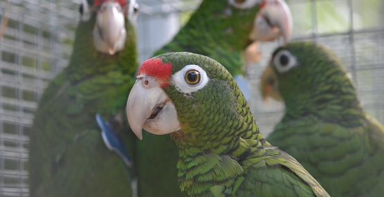 Group of four Puerto Rican parrots in a cage