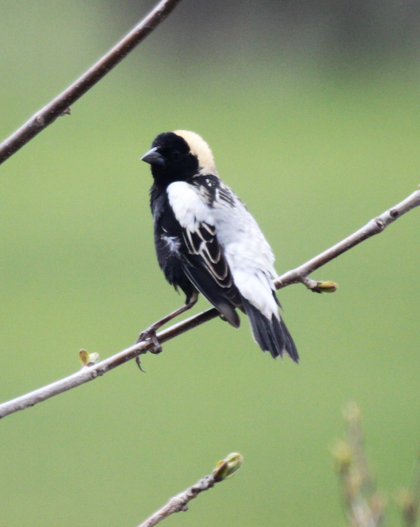 Bobolink | FWS.gov