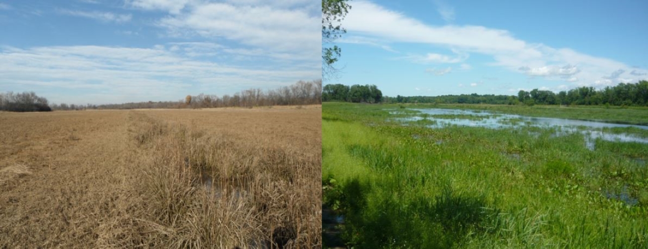 LCFWCO - Wetland restoration site before and after. | FWS.gov