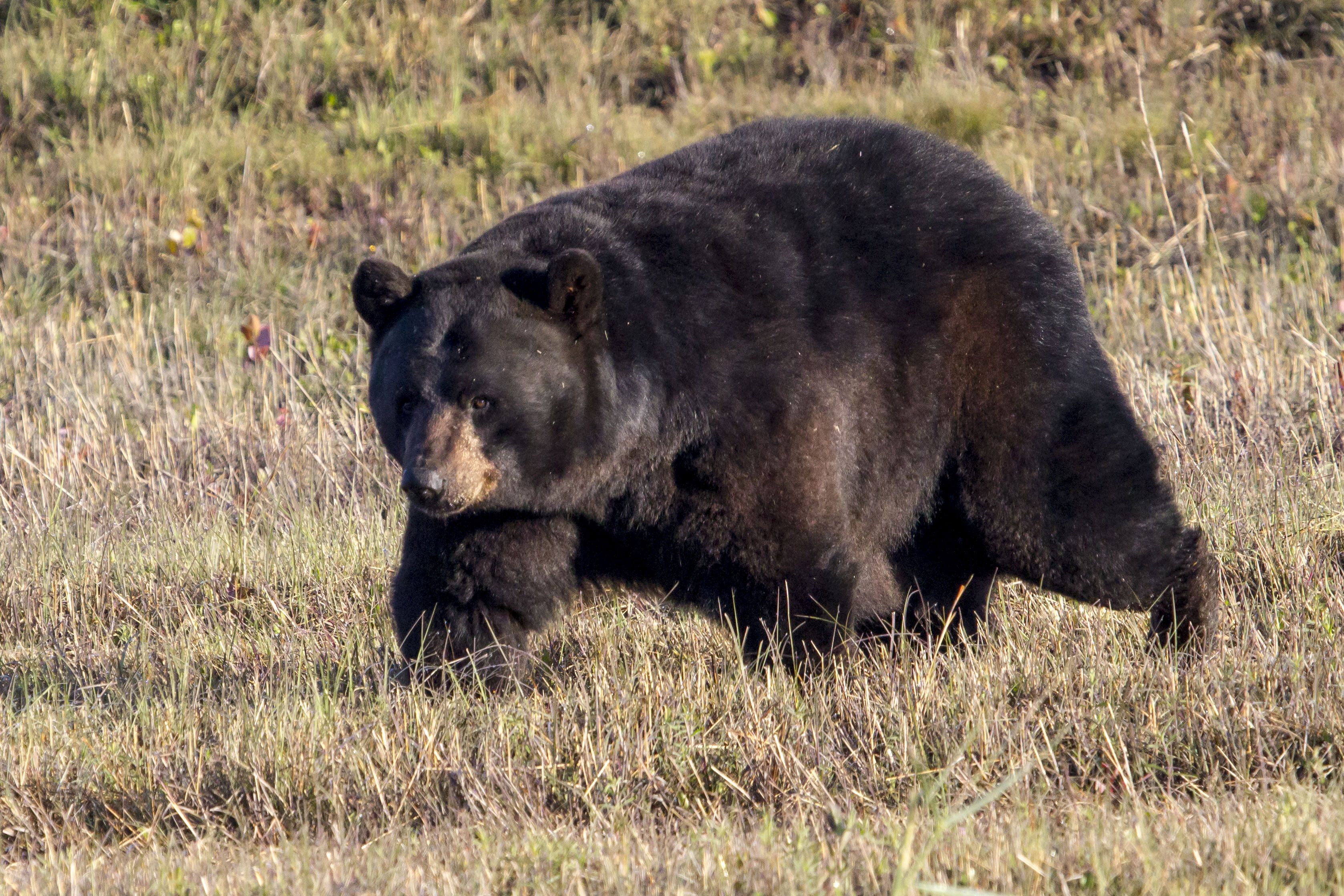 A fat black bear lumbers along at Alligator River National Wildlife ...