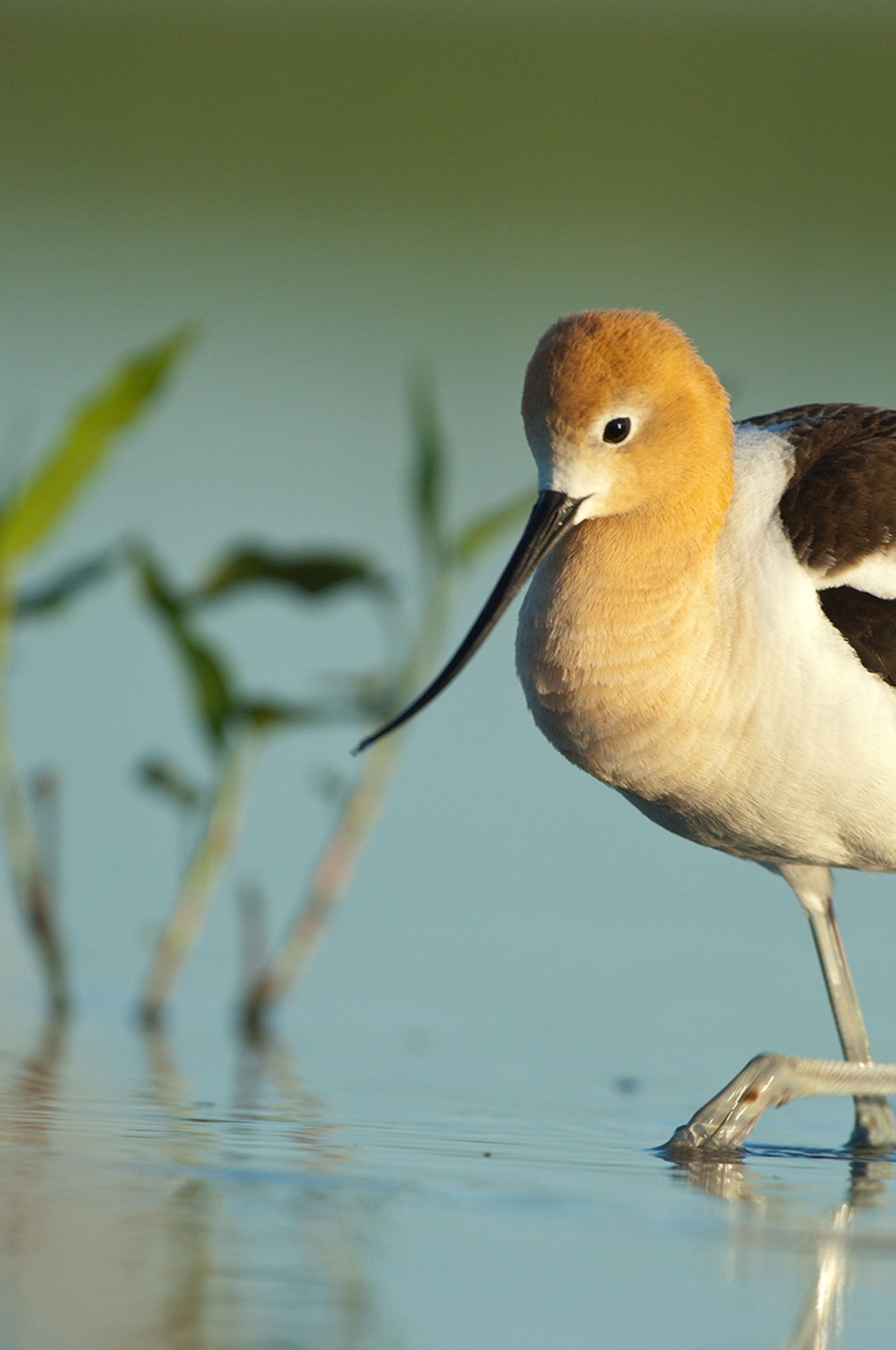 Avocet - NGPC.jpg | FWS.gov