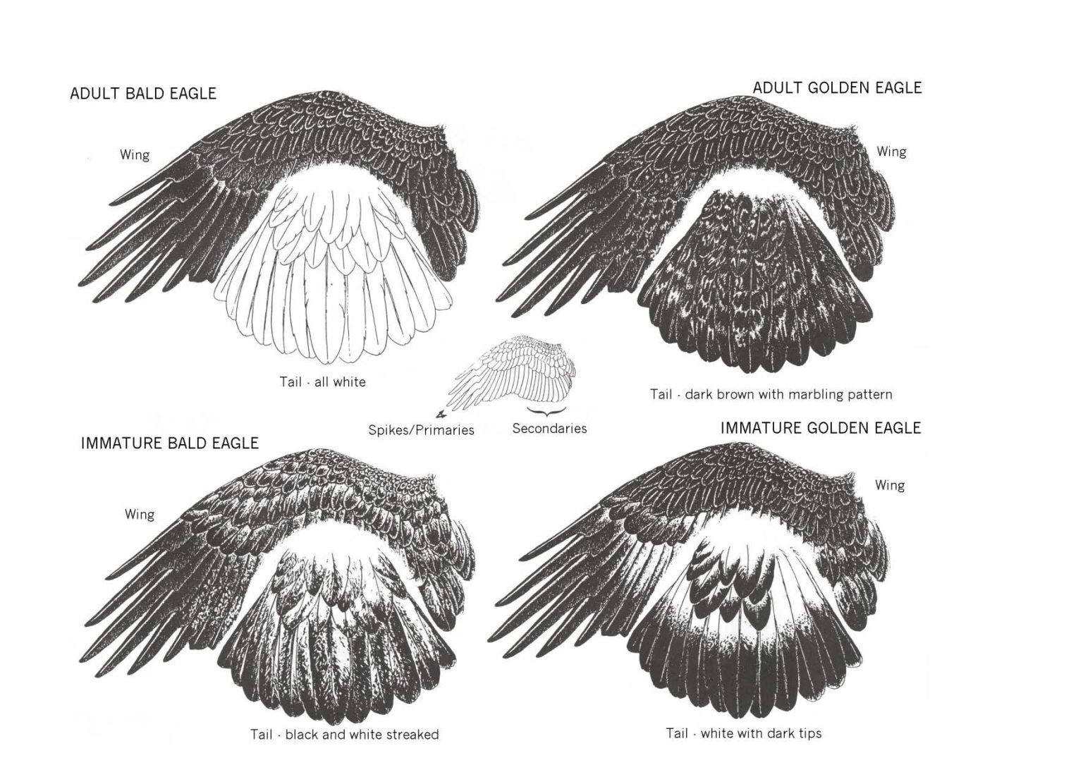 Eagle feather diagram.JPG | FWS.gov