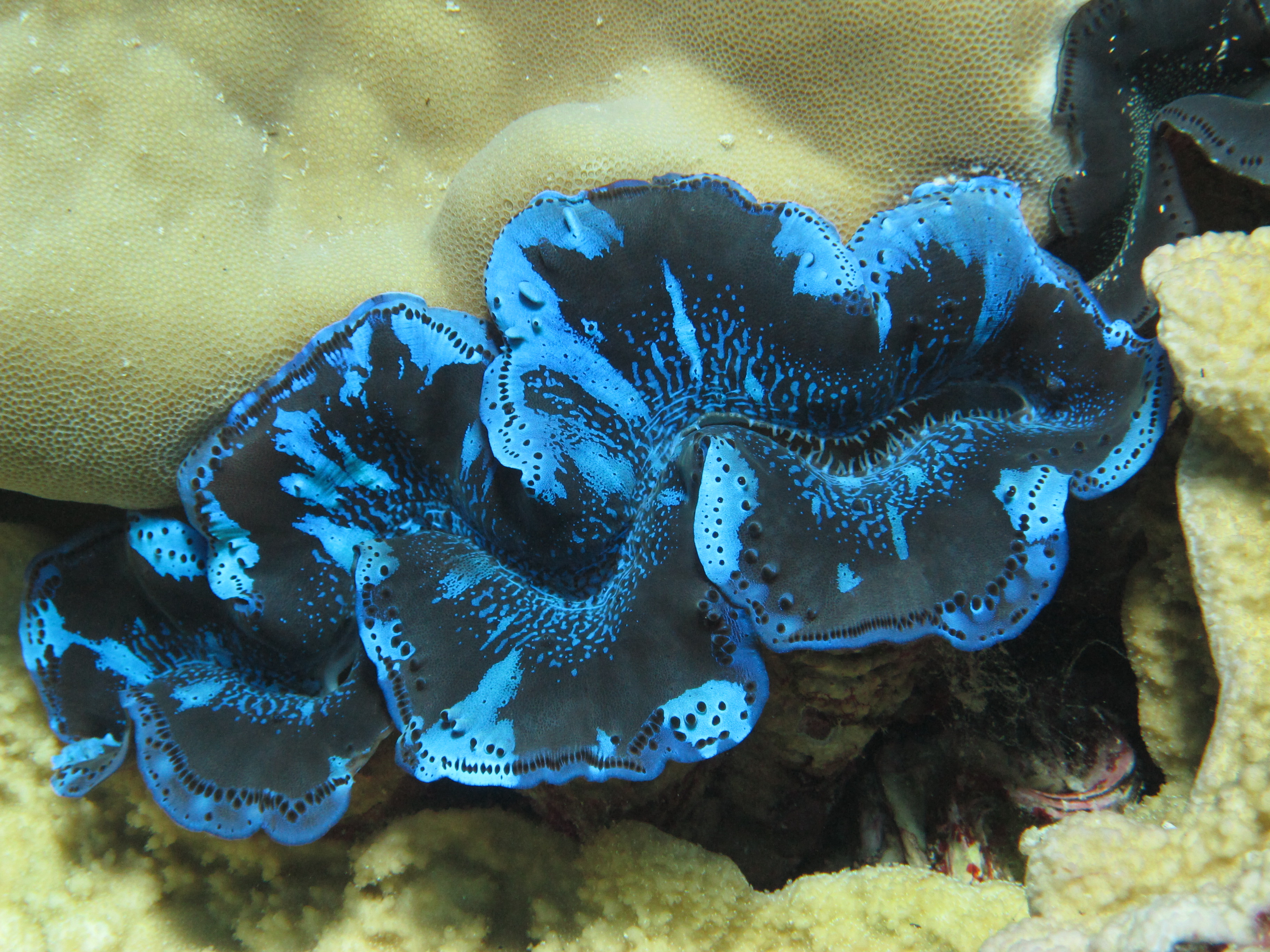 Giant Clam On Kingman 