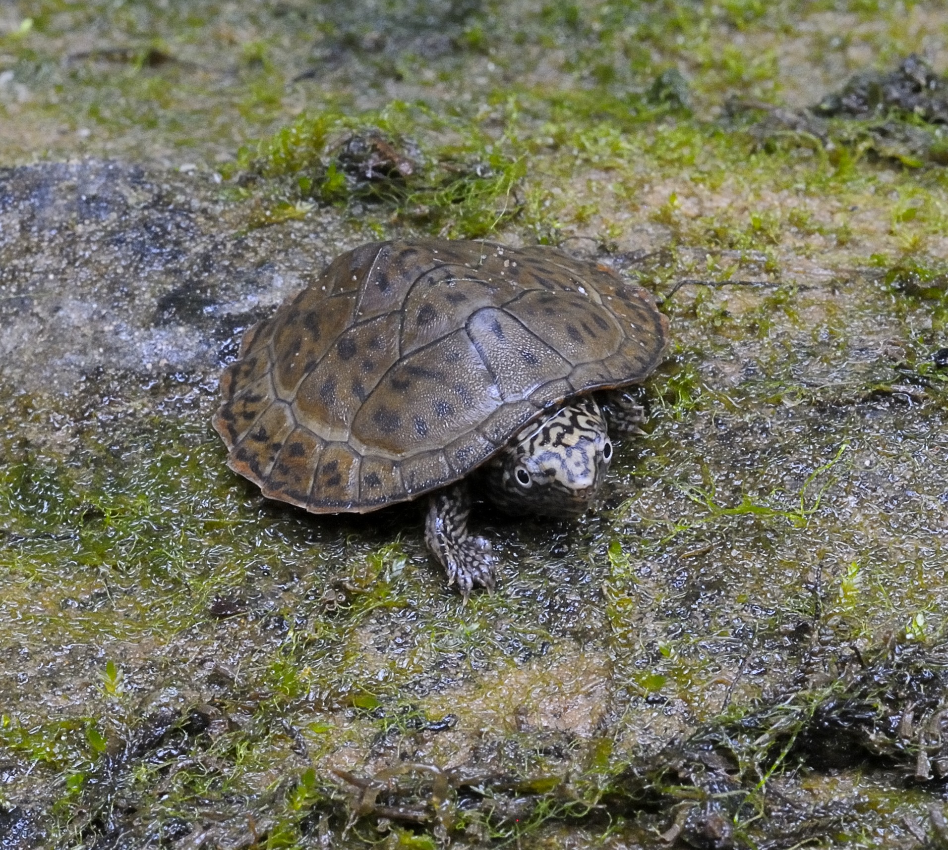 flattened-musk-turtle-jim-godwin.jpg | FWS.gov