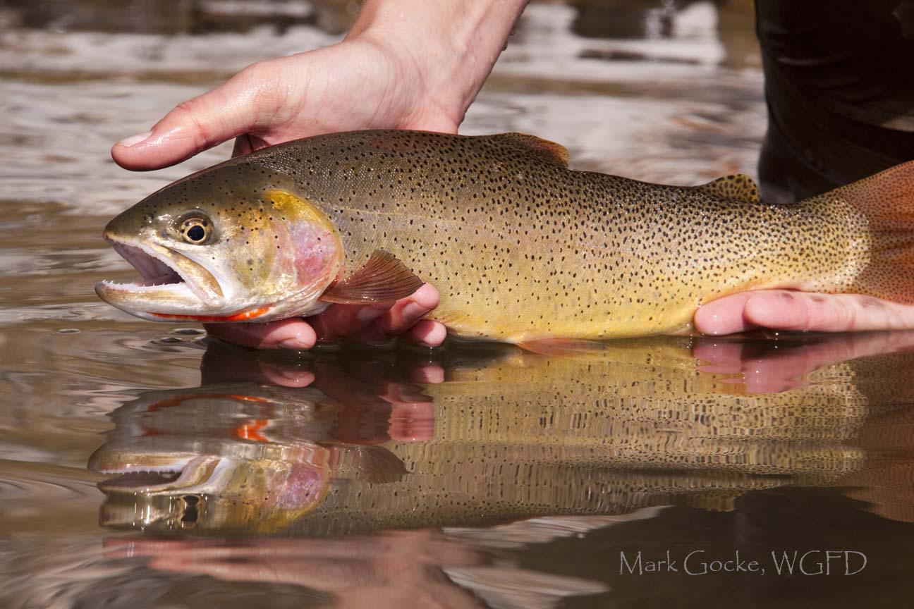 Snake River cutthroat trout | FWS.gov