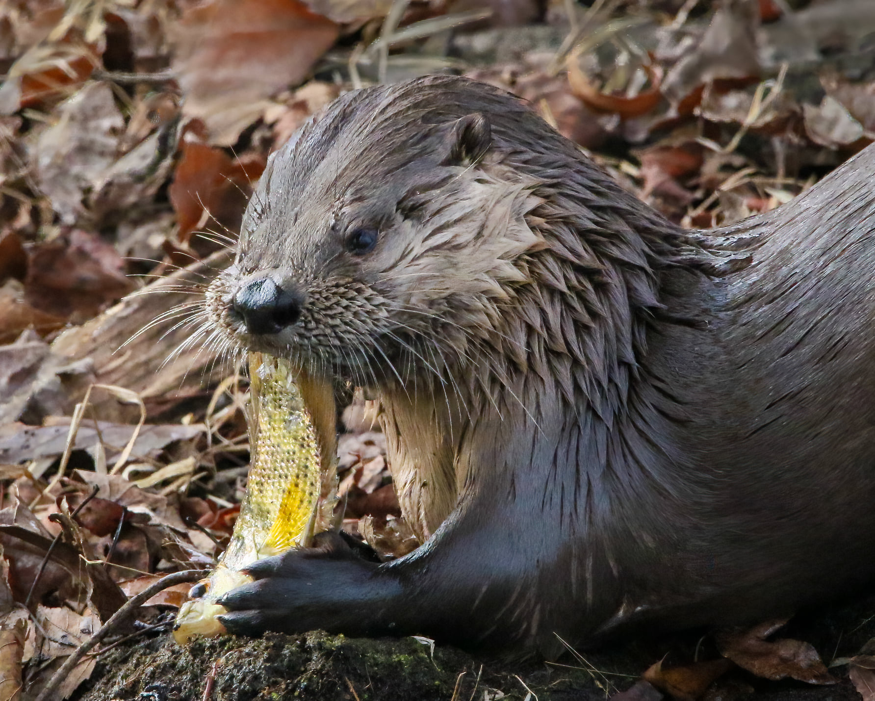 otter with fish dinner pocosin lakes refuge | FWS.gov