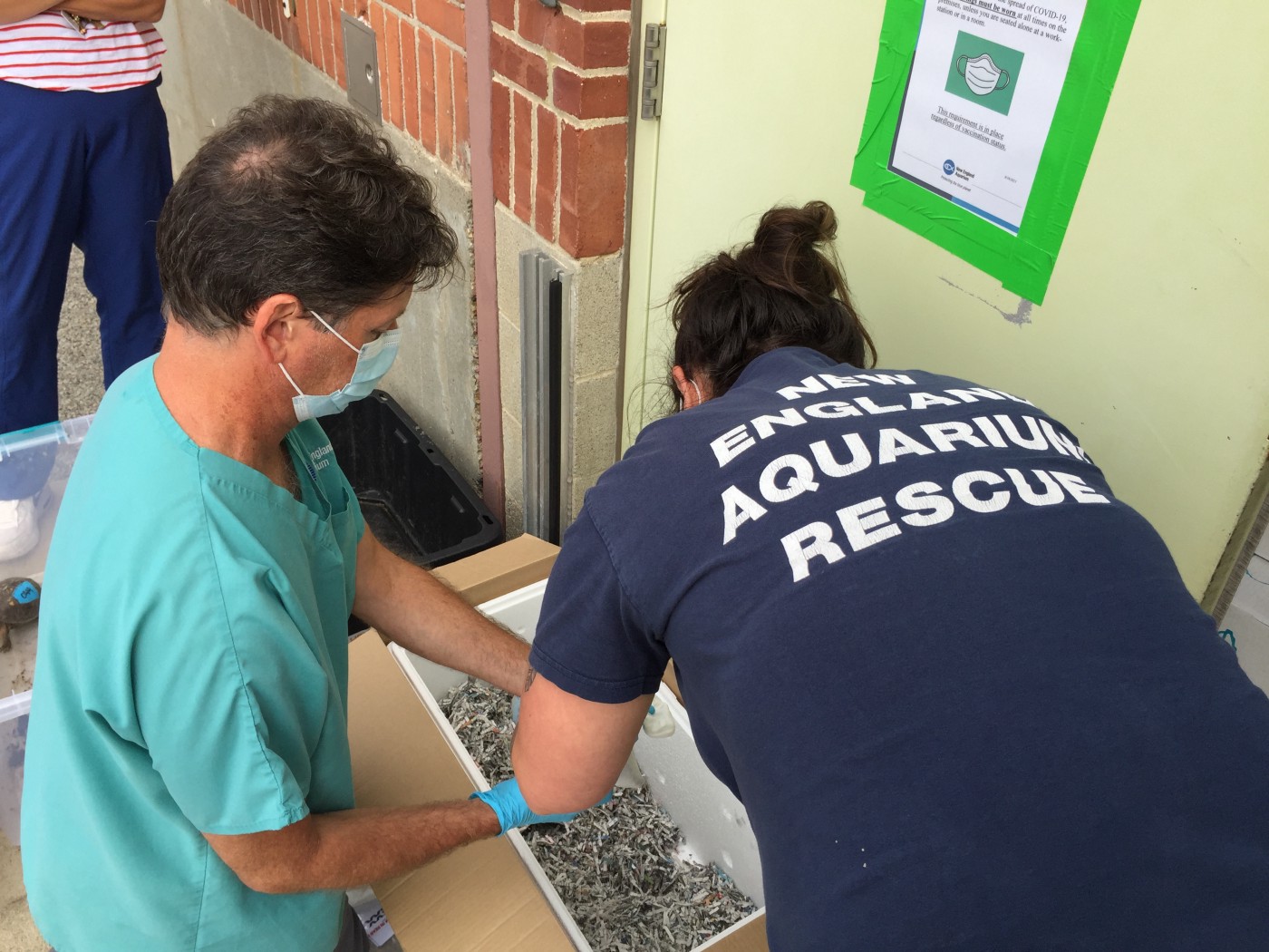 Box Turtles Being Prepared For Shipment 