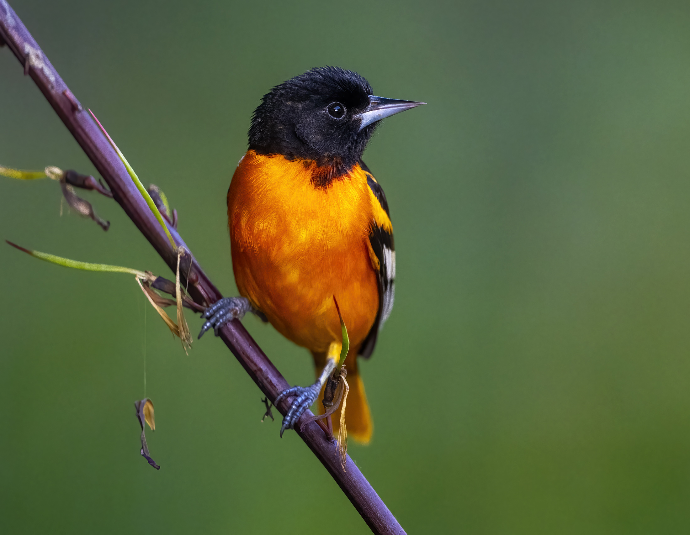 Baltimore Oriole 