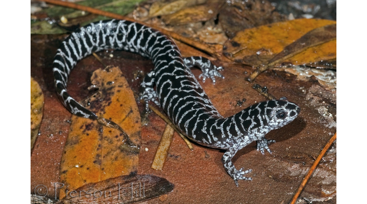 Frosted flatwoods salamander | FWS.gov