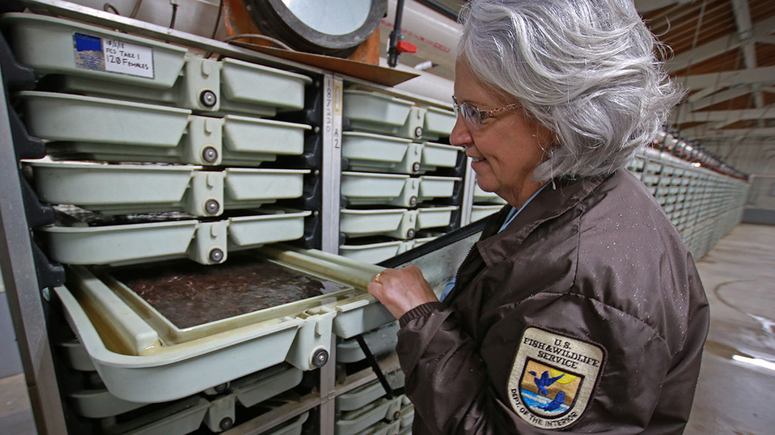 Kimberly True inspecting salmon eggs | FWS.gov