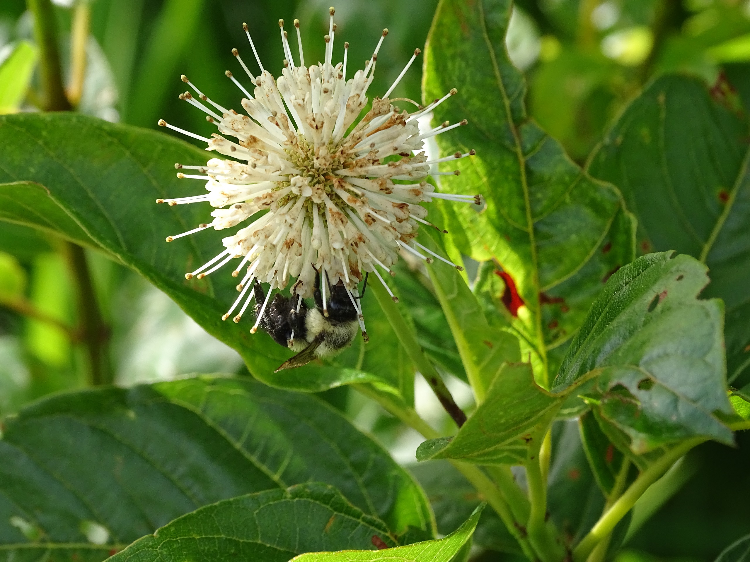 Buttonbush on Pocosin Lakes National Wildlife Refuge | FWS.gov