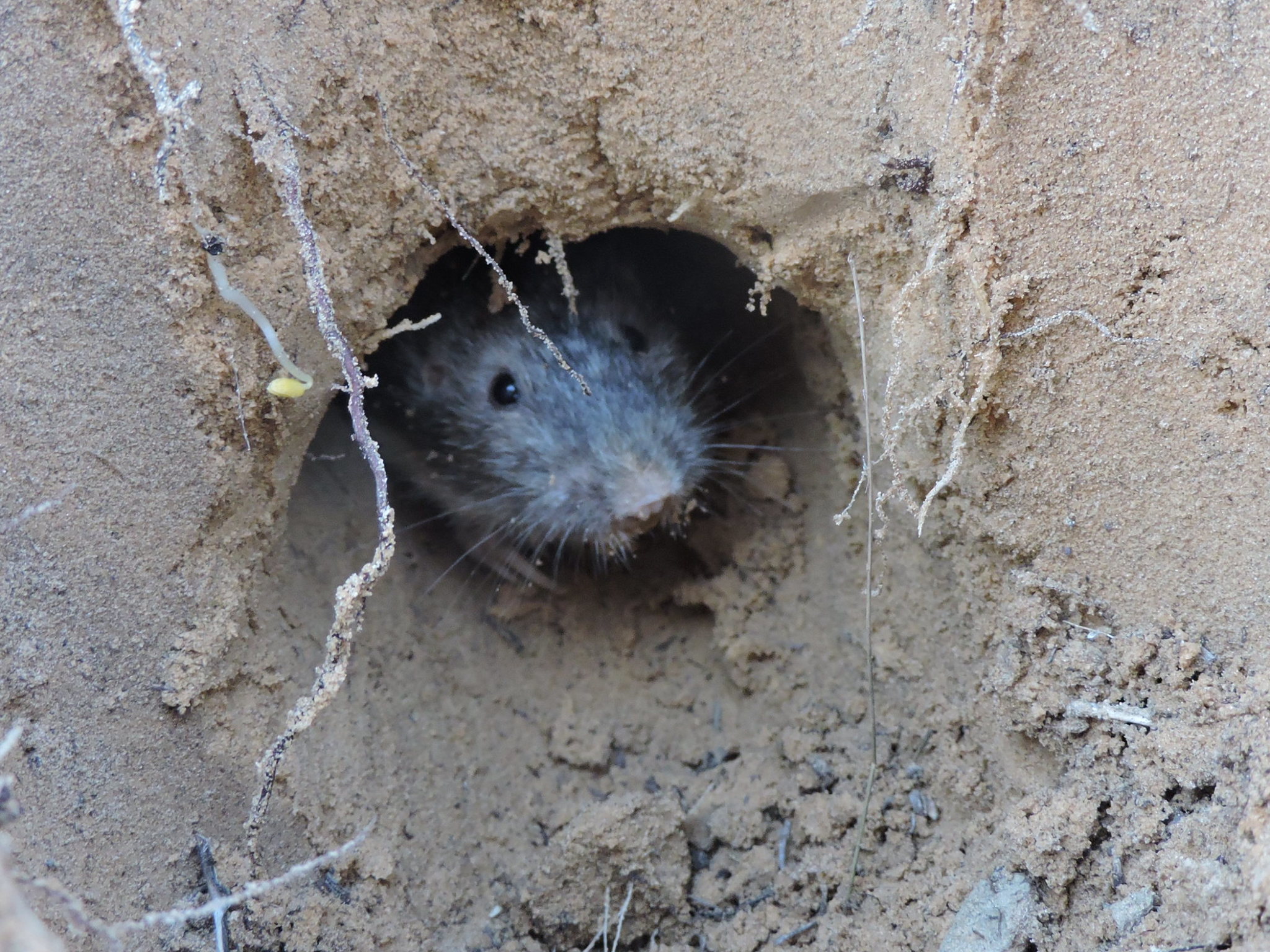 Plain's pocket gopher poking head out of mound | FWS.gov