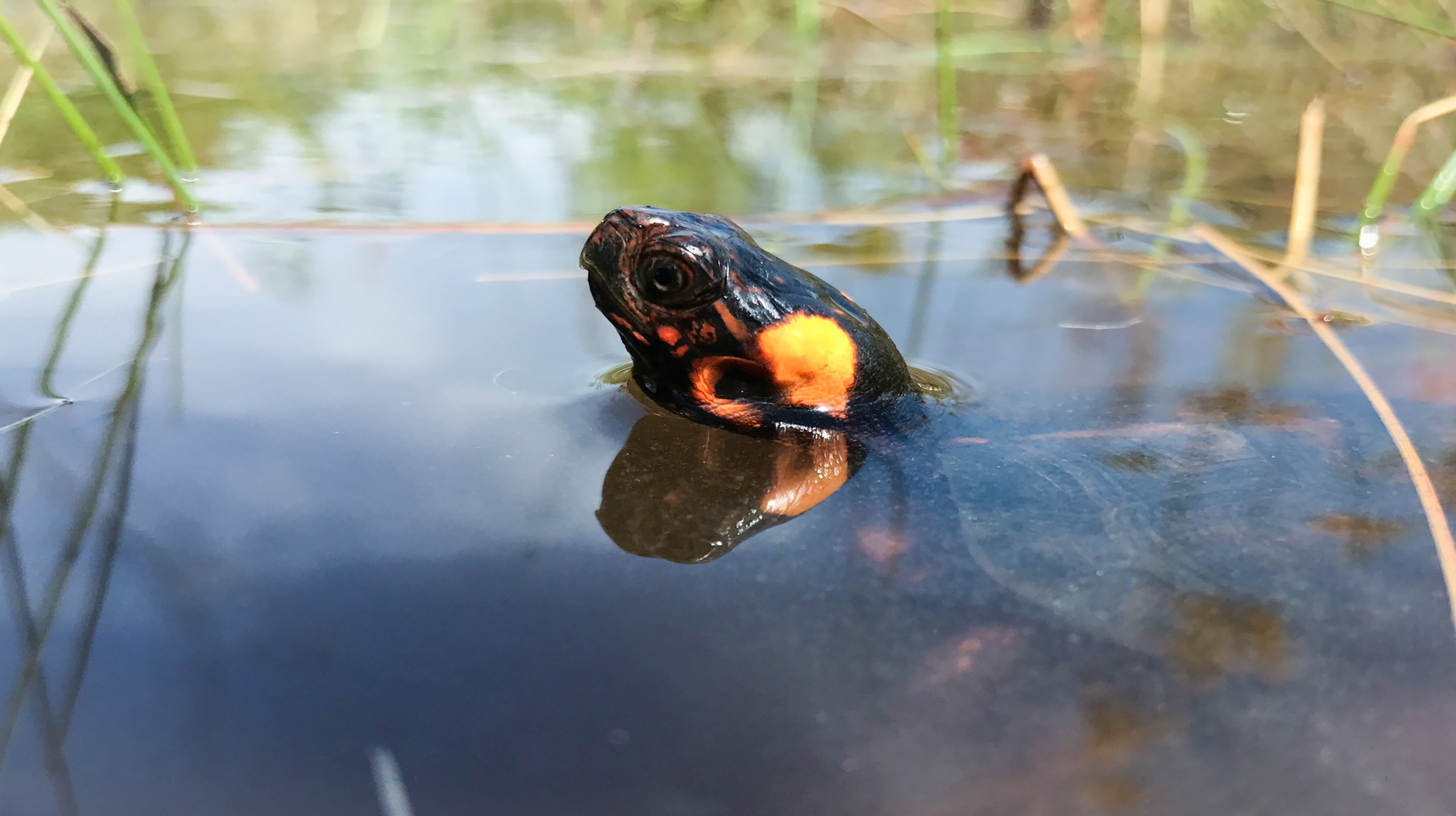 Bog Turtle | FWS.gov