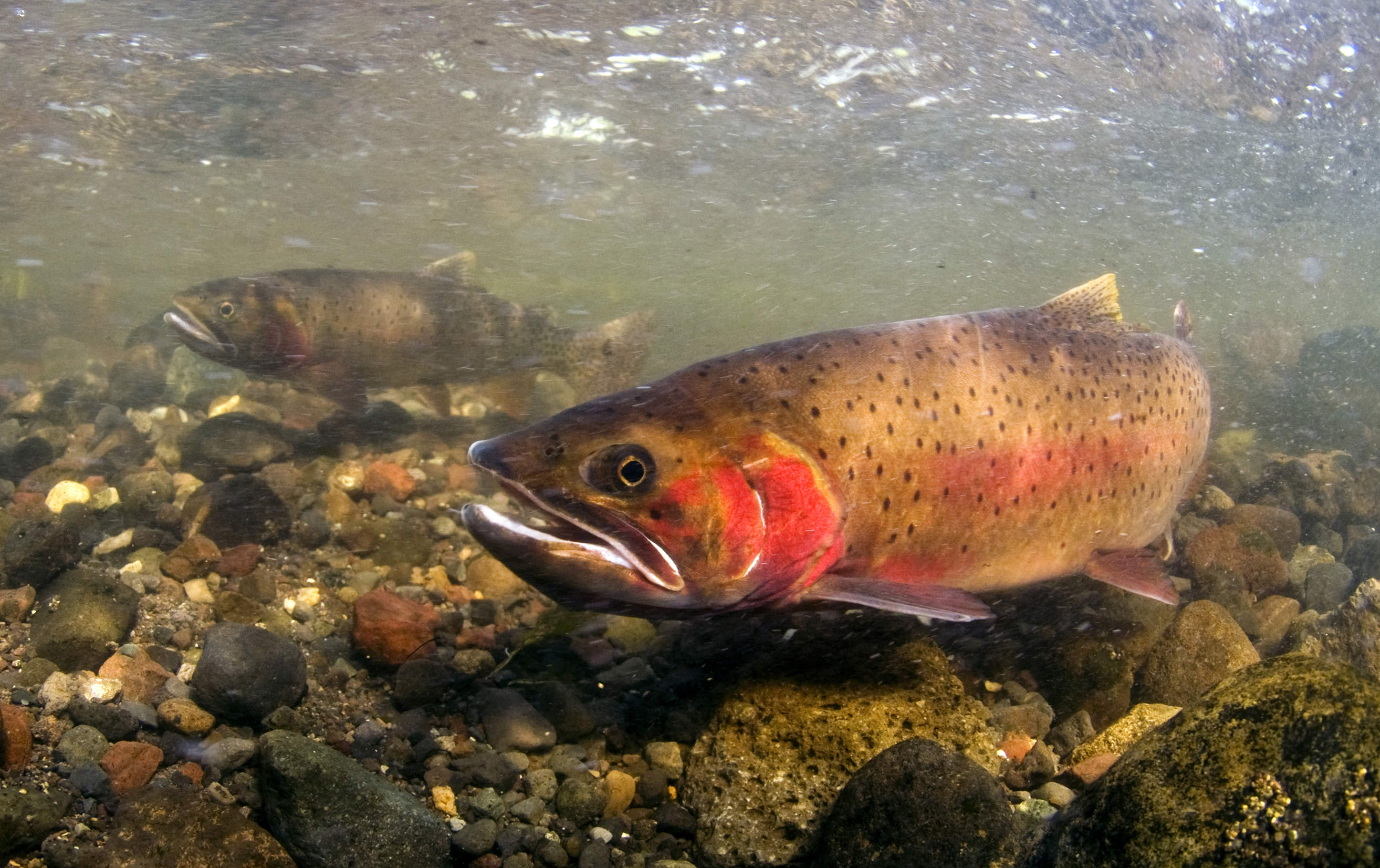 Yellowstone cutthroat trout underwater | FWS.gov