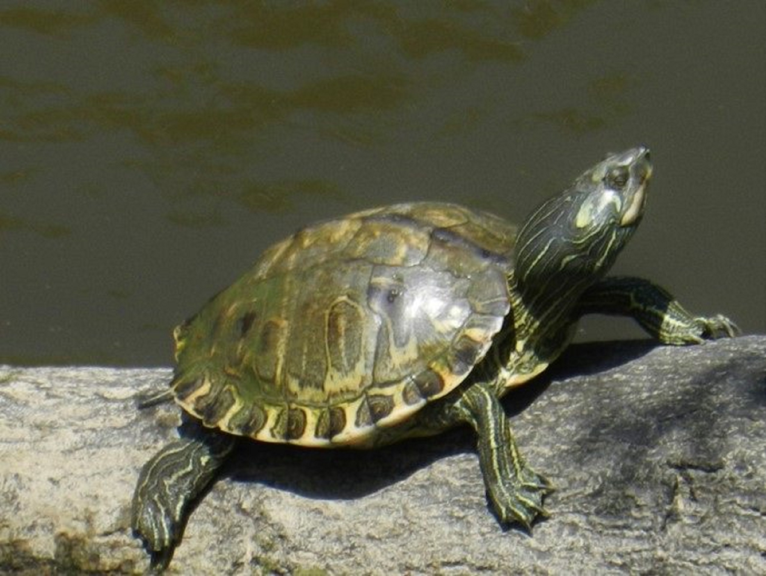 Pascagoula map turtle | FWS.gov