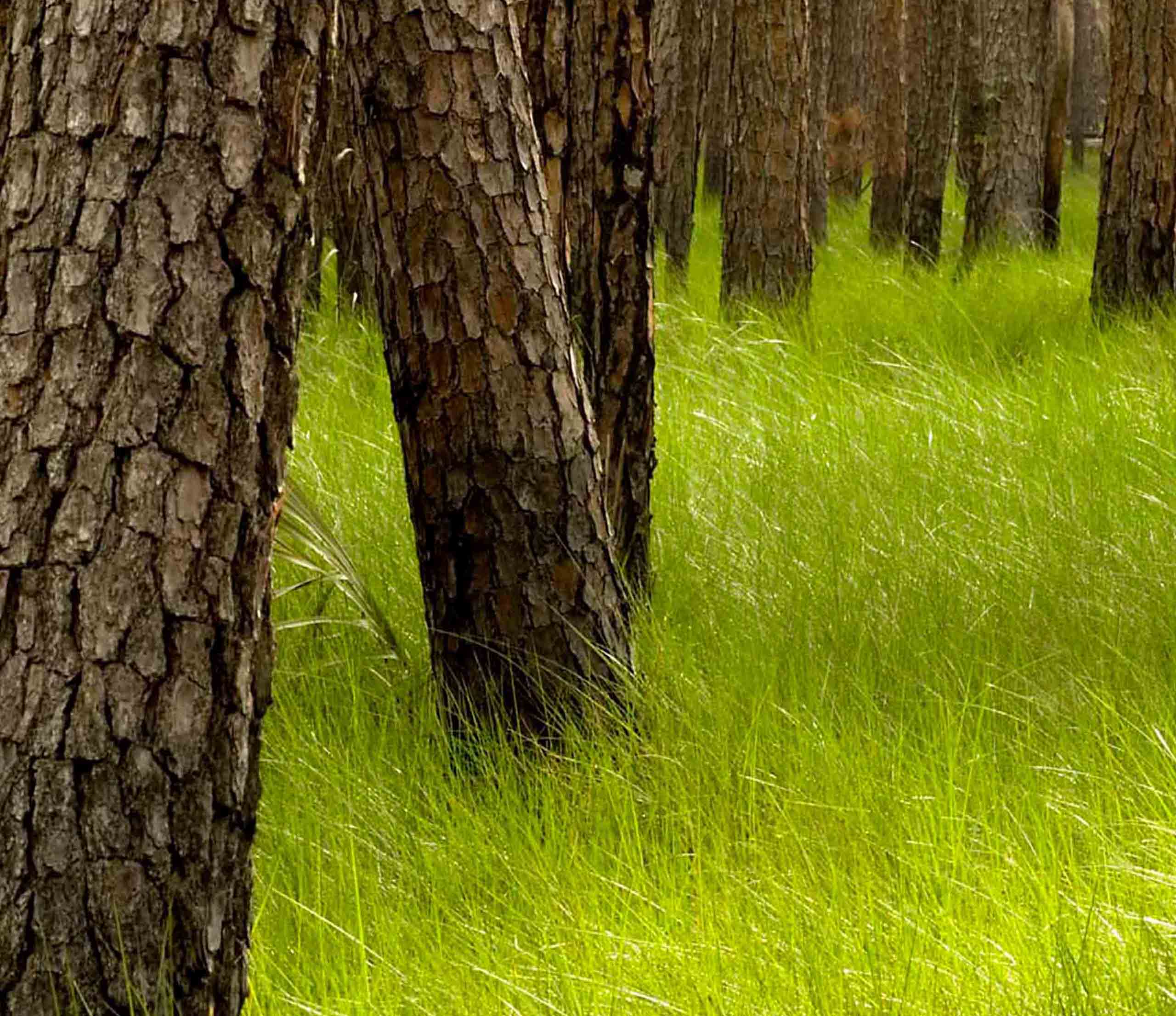 Pine savannah habitat | FWS.gov