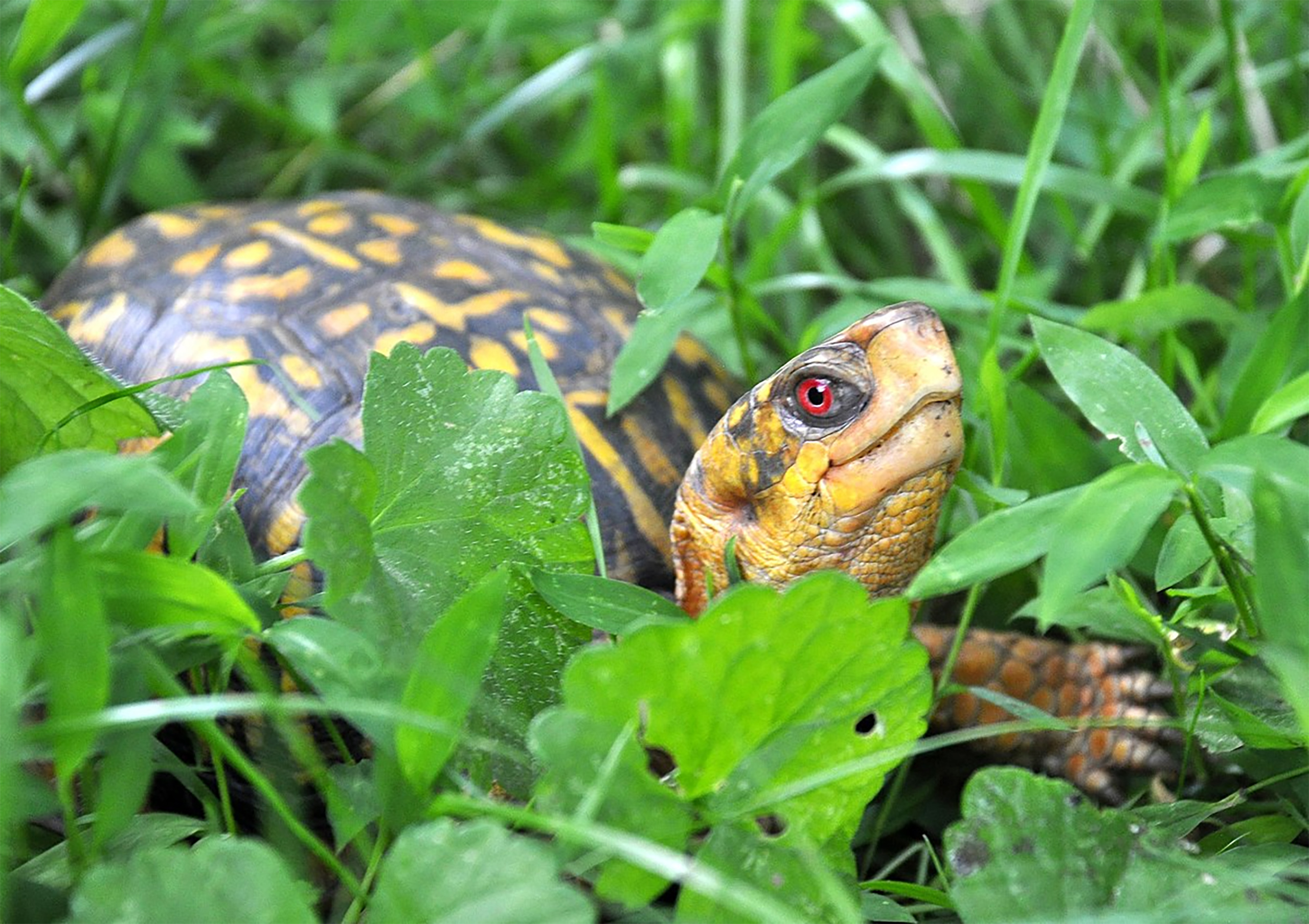 Eastern box turtle | FWS.gov