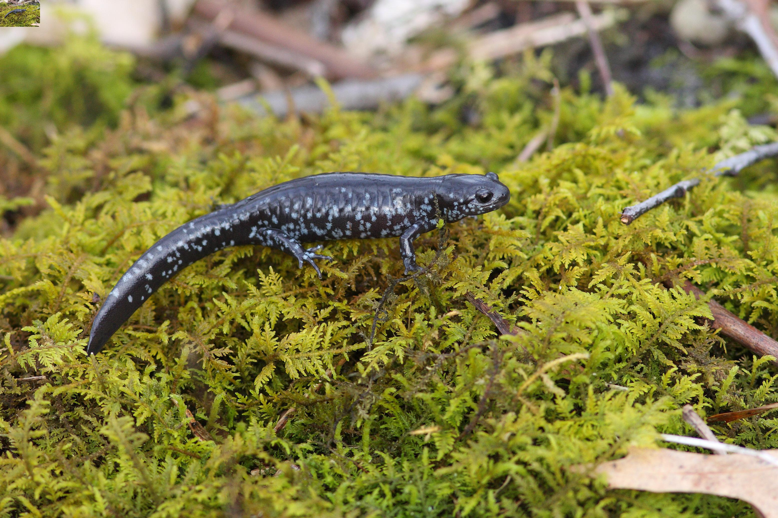 Blue-spotted salamander | FWS.gov