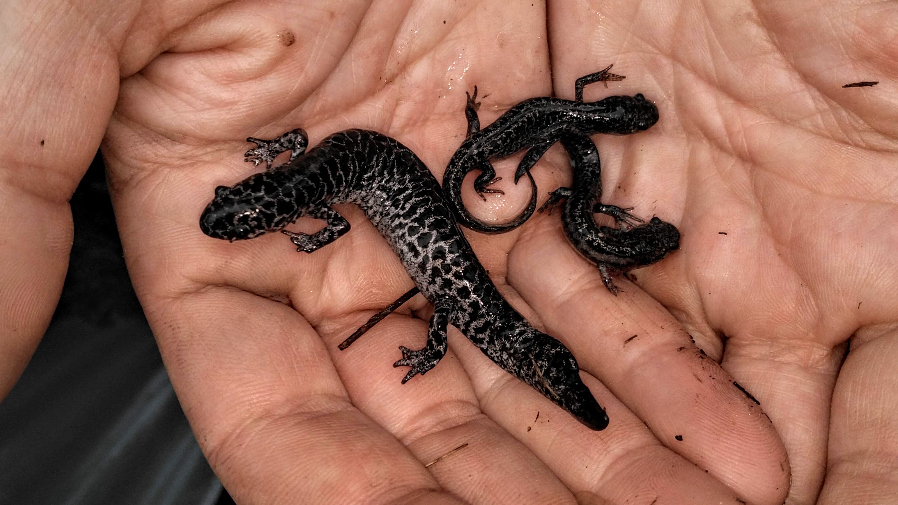 Frosted flatwoods salamander | FWS.gov