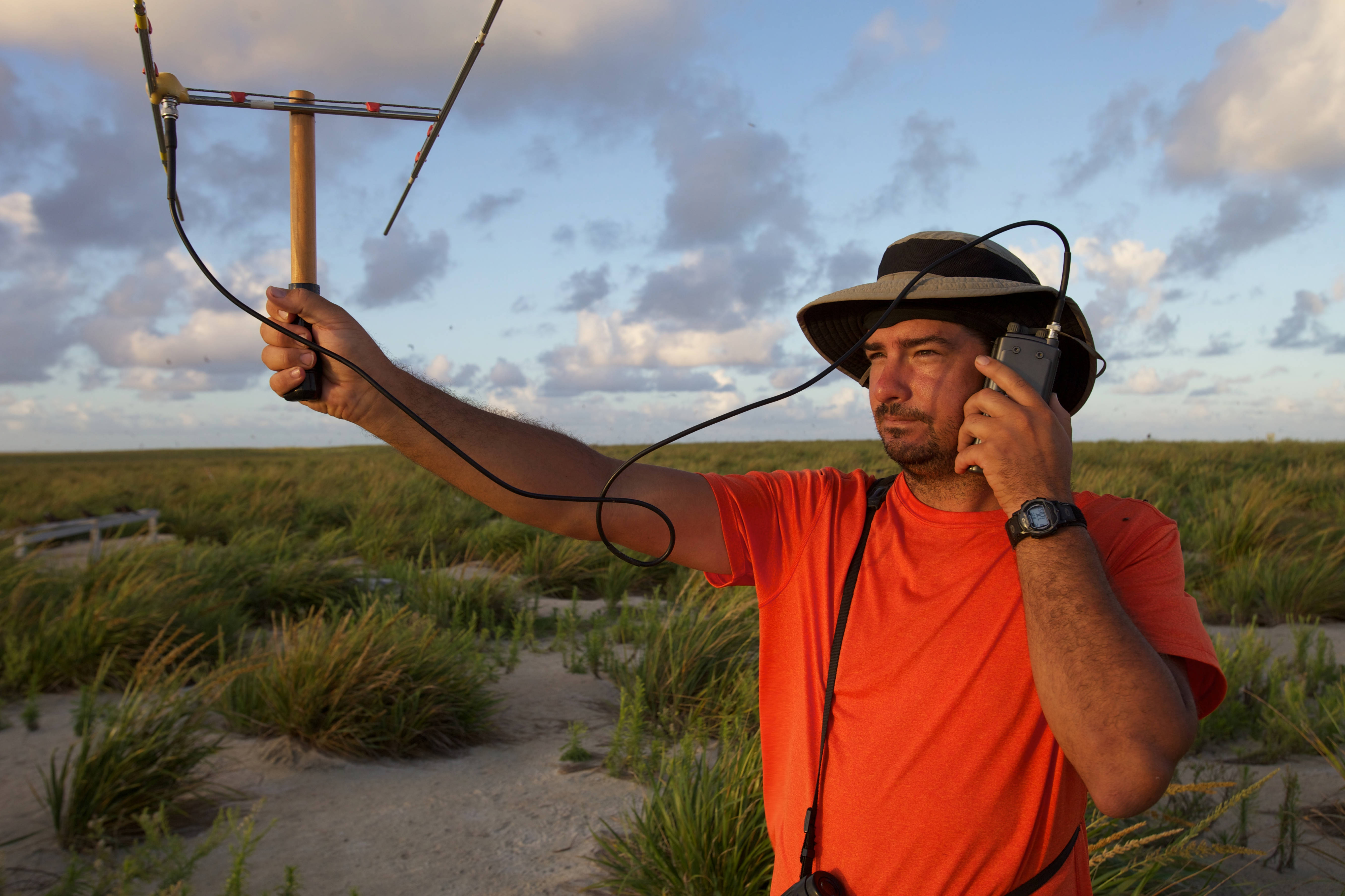 Biologist using radio telemetry to locate Nihoa Millerbird in the ...